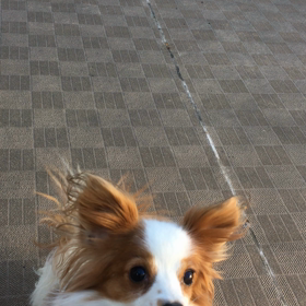 おもちゃ遊び 始めましたの画像