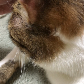 ガーデニング部を早めに終了してジムへ…デールのお耳マッサージ！の画像