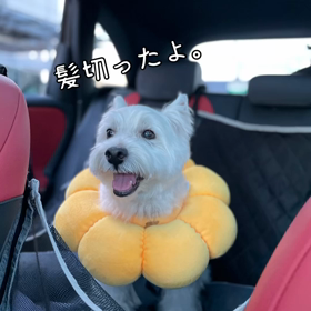 トリミング後お散歩の画像