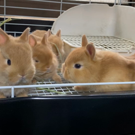 広いケージにお引越ししましたの画像