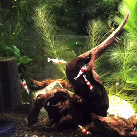 えにしえびアクアチャンネルの画像