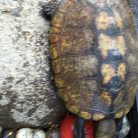 トマト大好き*\(^o^)/*の画像