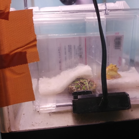 12/23、ピョン子の食事。の画像