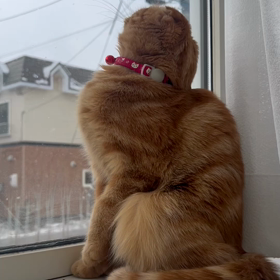 可愛いすぎるの画像