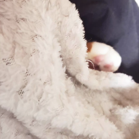 ブログ再開にゃ。の画像