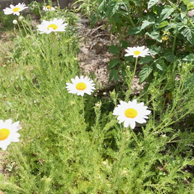 安らぐ入浴剤の画像