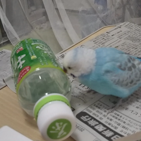 ペットボトルがお気に入りの画像