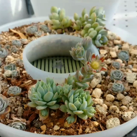 花が咲いた？の画像