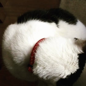 毛繕いしてるついでに。の画像