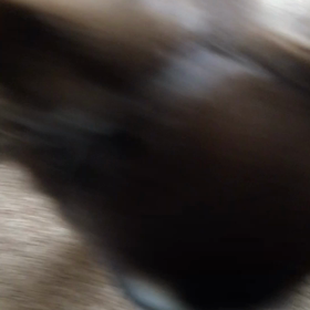 動画２連発の画像