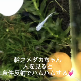 幹之メダカちゃん条件反射の画像