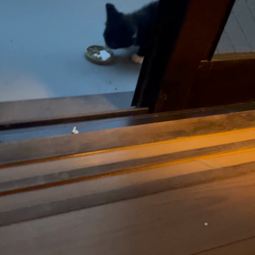 子猫捕獲とTNR、成功しますように！の画像