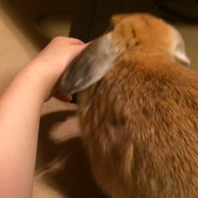 ポムの成長♡の画像