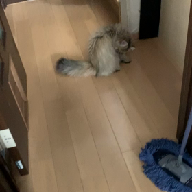今日の　むーちゃん(=^x^=)の画像