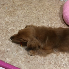 ソラちゃんの画像