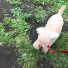 ♪お散歩動画♪代々木公園♪の画像