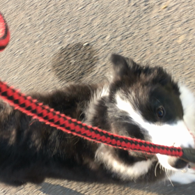 子犬 散歩の教え方の画像