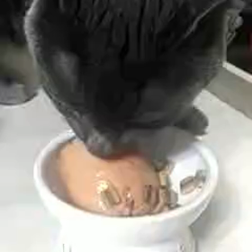 3月28日猫のチルの8歳の誕生日でしたちゅ〜るタワーでお祝い❤️の画像