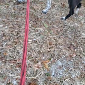 管理所　迷い犬返還されましたの画像