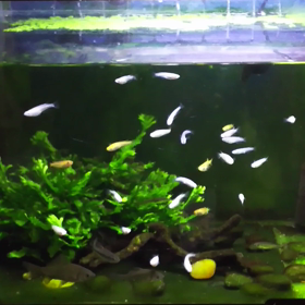 ～～～ メダカ水槽 ～～～の画像