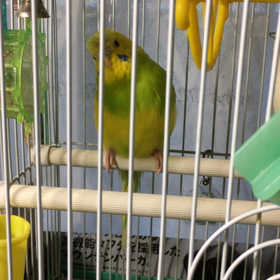 変な鳴き声のインコの画像