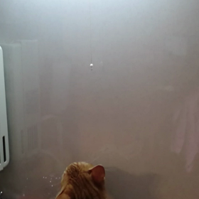 コタ動７の画像