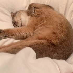 みんな大好き、肉球！！の画像