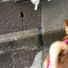 ワンコvsニャンコ！？の画像