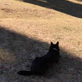 ハイジちゃんの画像