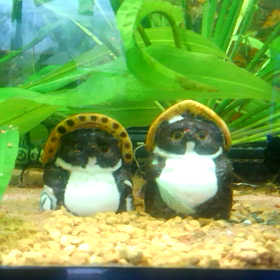 コリドラスパンダの赤ちゃんの画像