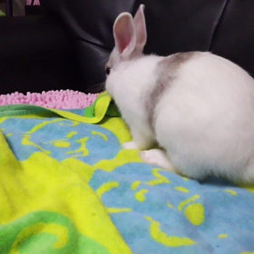 うさぎのゆきちゃん、今日もマイペース❗の画像