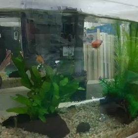 【夫】繊細な夫の画像