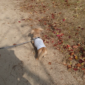 お返事～!犬(*´∀｀)の画像