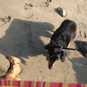 ♪お散歩動画♪お台場海浜公園♪の画像