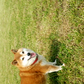 元気いっぱい！の画像