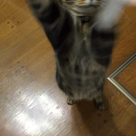 雨の日はトラで遊ぶの画像