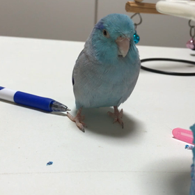 鳥が寝落ちする瞬間（笑）の画像