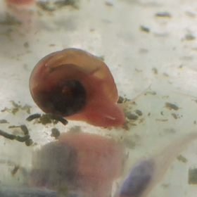 この貝は…？の画像