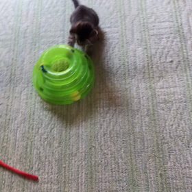 たくましいチビちゃんの画像