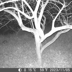 すぎぴたんの事件簿シーズン3　425話（お二人さん、来店！たぬき！）の画像