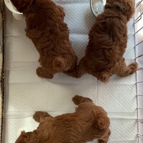 離乳食順調です♫の画像