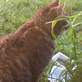 米朝首脳会議！の画像