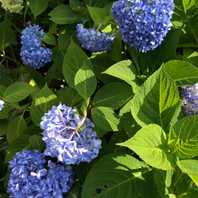 アジサイがいっぱい！の画像