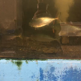 本日のオススメ！の画像