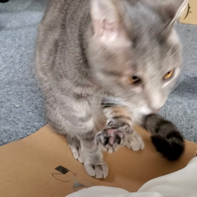 とある呪文で豹変するの画像