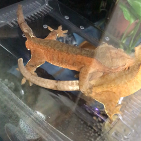 どーてーめの画像