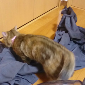 汚れた作業着に悶えるミヌエットのはるちゃんの画像