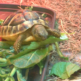 在りし日のとめりんの画像