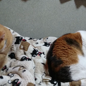 ちゃとらんコラボの画像