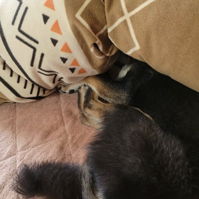 頭隠して尻隠さずの画像